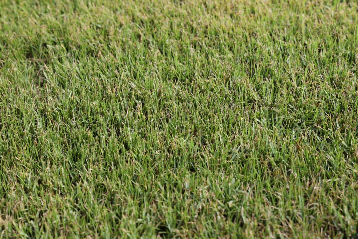 Will Pool Water Kill Grass or Harm My Yard? Premier Pools & Spas