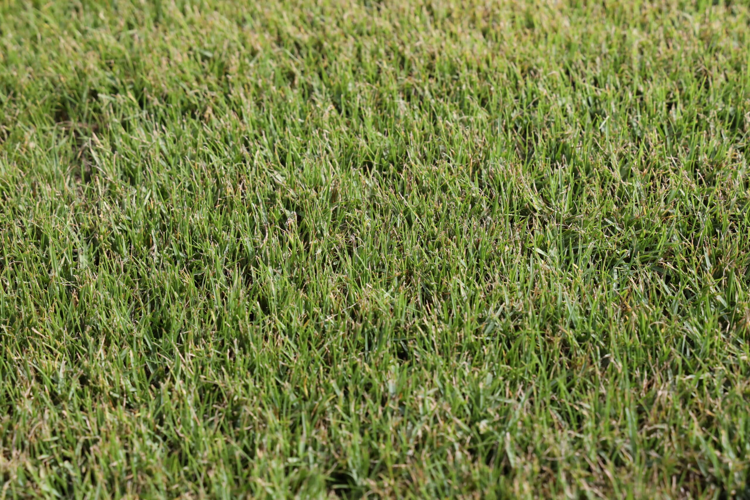 Will Pool Water Kill Grass or Harm My Yard? Premier Pools & Spas