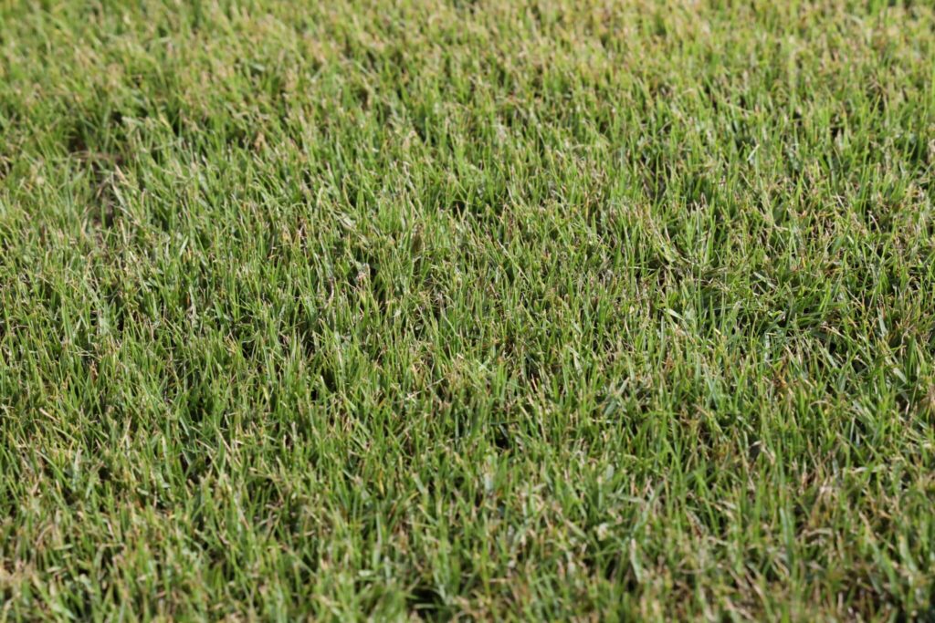 Lush green grass field texture
