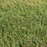 Lush green grass field texture