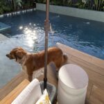Dog by the poolside on deck